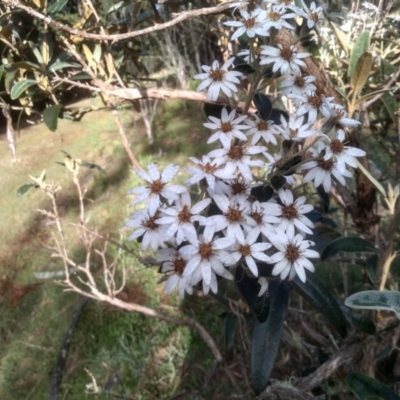 Olearia megalophylla (Large-leaf Daisy-bush) at Steeple Flat, NSW - 17 Dec 2023 by mahargiani