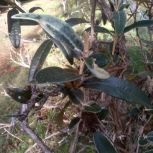 Olearia megalophylla at Glenbog State Forest - 18 Dec 2023