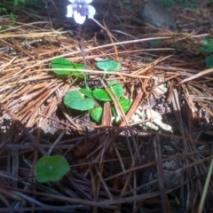 Viola hederacea (Ivy-leaved Violet) at Steeple Flat, NSW - 17 Dec 2023 by mahargiani