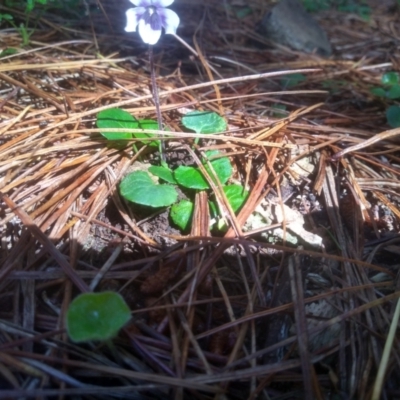 Viola hederacea (Ivy-leaved Violet) at Glenbog State Forest - 17 Dec 2023 by mahargiani