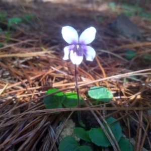 Viola hederacea at Glenbog State Forest - 18 Dec 2023