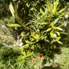 Pittosporum bicolor (Banyalla) at Glenbog State Forest - 18 Dec 2023 by mahargiani