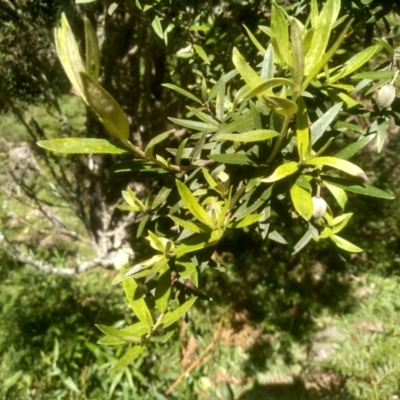 Pittosporum bicolor (Banyalla) at Steeple Flat, NSW - 17 Dec 2023 by mahargiani