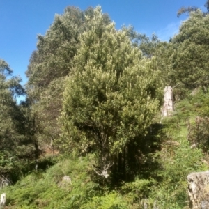 Pittosporum bicolor at Glenbog State Forest - 18 Dec 2023