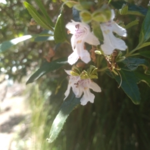 Prostanthera lasianthos at Bemboka, NSW - 18 Dec 2023