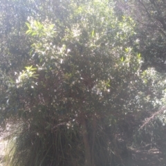 Prostanthera lasianthos at Bemboka, NSW - 18 Dec 2023 11:27 AM