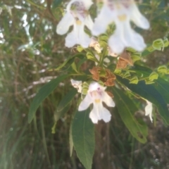 Prostanthera lasianthos at Bemboka, NSW - 18 Dec 2023