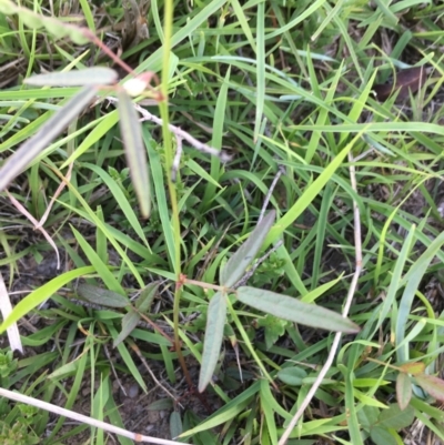 Grona varians (Slender Tick-Trefoil) at Lower Borough, NSW - 16 Dec 2023 by mcleana