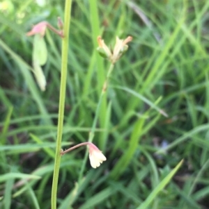 Grona varians at Lower Borough, NSW - 17 Dec 2023