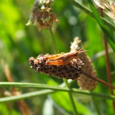 Phaulacridium vittatum (Wingless Grasshopper) at Griffith Woodland - 17 Dec 2023 by JodieR