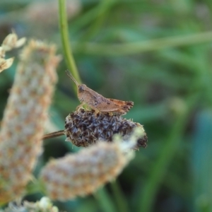 Phaulacridium vittatum at Griffith Woodland (GRW) - 17 Dec 2023