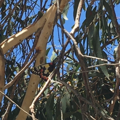 Delias aganippe (Spotted Jezebel) at Lower Borough, NSW - 16 Dec 2023 by mcleana