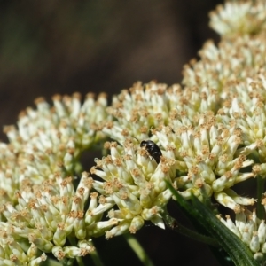 Mordella limbata at Griffith Woodland (GRW) - 17 Dec 2023