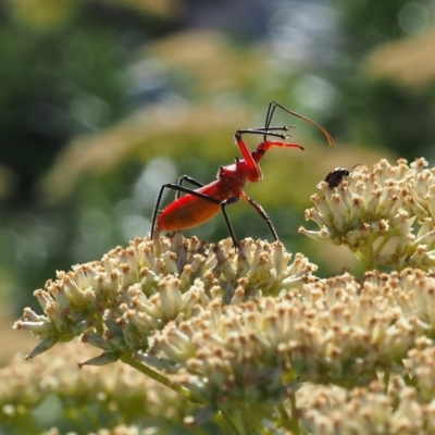 Gminatus australis (Orange assassin bug) at Griffith Woodland - 17 Dec 2023 by JodieR