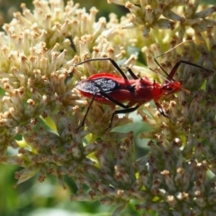 Gminatus australis at Griffith Woodland (GRW) - 17 Dec 2023