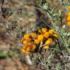 Lasioglossum (Chilalictus) sp. (genus & subgenus) (Halictid bee) at Griffith Woodland - 17 Dec 2023 by JodieR