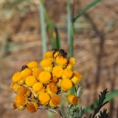 Lasioglossum (Chilalictus) sp. (genus & subgenus) at Griffith Woodland (GRW) - 17 Dec 2023 04:56 PM