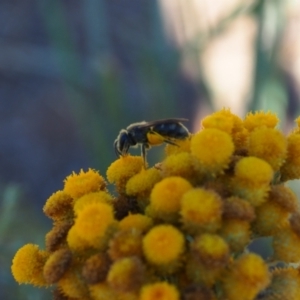 Lasioglossum (Chilalictus) sp. (genus & subgenus) at Griffith Woodland (GRW) - 17 Dec 2023 04:56 PM