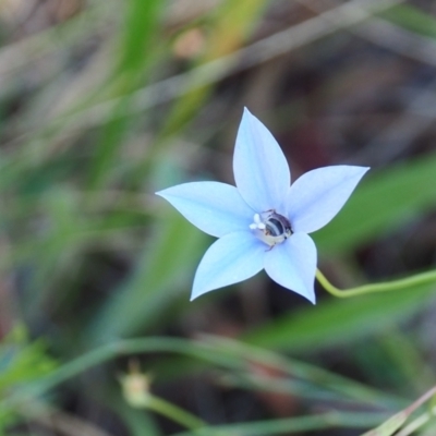 Lasioglossum (Chilalictus) sp. (genus & subgenus) (Halictid bee) at Griffith, ACT - 17 Dec 2023 by JodieR