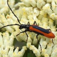 Stenoderus suturalis (Stinking Longhorn) at Tidbinbilla Nature Reserve - 17 Dec 2023 by JohnBundock