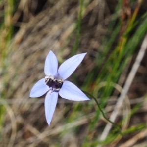 Lasioglossum (Chilalictus) sp. (genus & subgenus) at Undefined Area - 17 Dec 2023 05:10 PM