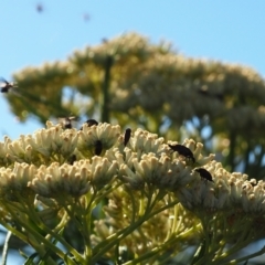 Mordellidae (family) (Unidentified pintail or tumbling flower beetle) at Griffith Woodland - 17 Dec 2023 by JodieR