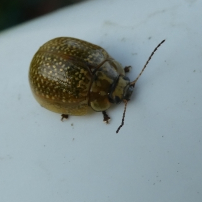 Paropsisterna cloelia (Eucalyptus variegated beetle) at Flea Bog Flat to Emu Creek Corridor - 12 Dec 2023 by JohnGiacon