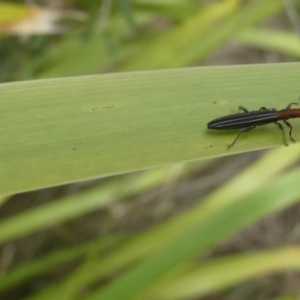 Syllitus microps at Flea Bog Flat to Emu Creek Corridor - 13 Dec 2023