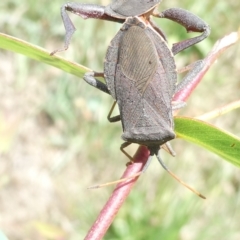 Amorbus sp. (genus) (Eucalyptus Tip bug) at Belconnen, ACT - 13 Dec 2023 by JohnGiacon