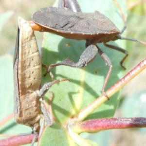 Amorbus sp. (genus) at Emu Creek - 13 Dec 2023 01:40 PM