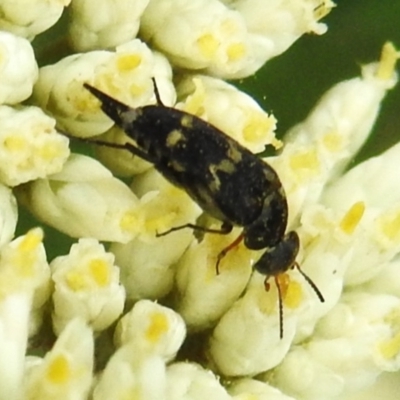 Mordella sydneyana (Pintail Beetle) at Tidbinbilla Nature Reserve - 17 Dec 2023 by JohnBundock