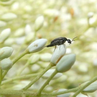 Mordellidae (family) (Unidentified pintail or tumbling flower beetle) at Belconnen, ACT - 13 Dec 2023 by JohnGiacon