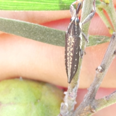 Rhinotia adelaidae (A belid weevil) at Flea Bog Flat to Emu Creek Corridor - 13 Dec 2023 by JohnGiacon