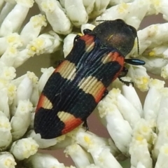 Castiarina sexplagiata (Jewel beetle) at Tidbinbilla Nature Reserve - 17 Dec 2023 by JohnBundock
