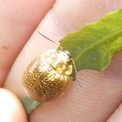 Paropsisterna cloelia (Eucalyptus variegated beetle) at Flea Bog Flat to Emu Creek Corridor - 13 Dec 2023 by JohnGiacon