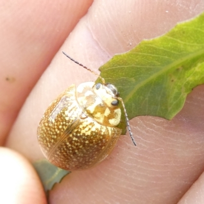 Paropsisterna cloelia (Eucalyptus variegated beetle) at Emu Creek - 13 Dec 2023 by JohnGiacon