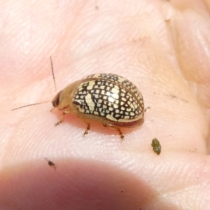 Paropsis pictipennis at Flea Bog Flat to Emu Creek Corridor - 13 Dec 2023 01:32 PM