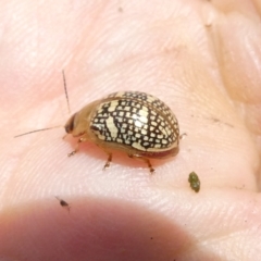 Paropsis pictipennis (Tea-tree button beetle) at Flea Bog Flat to Emu Creek Corridor - 13 Dec 2023 by JohnGiacon