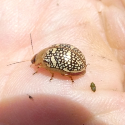 Paropsis pictipennis (Tea-tree button beetle) at Belconnen, ACT - 13 Dec 2023 by JohnGiacon