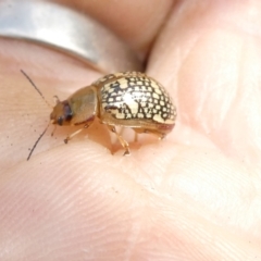 Paropsis pictipennis at Flea Bog Flat to Emu Creek Corridor - 13 Dec 2023 01:32 PM