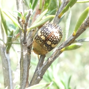 Paropsis pictipennis at Flea Bog Flat to Emu Creek Corridor - 13 Dec 2023 01:32 PM