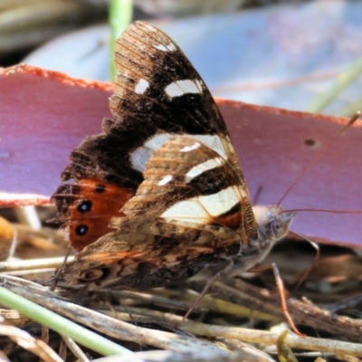 Vanessa itea (Yellow Admiral) at Wodonga - 18 Dec 2023 by KylieWaldon