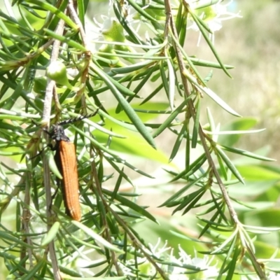 Lycidae sp. (family) (Net-winged beetle) at Flea Bog Flat to Emu Creek Corridor - 13 Dec 2023 by JohnGiacon