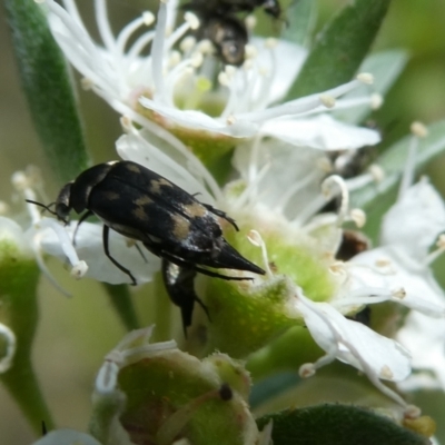 Mordella sydneyana (Pintail Beetle) at Flea Bog Flat to Emu Creek Corridor - 13 Dec 2023 by JohnGiacon