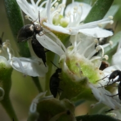 Mordella sydneyana at Flea Bog Flat to Emu Creek Corridor - 13 Dec 2023 01:19 PM