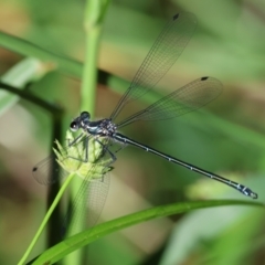 Austroargiolestes icteromelas (Common Flatwing) at Wodonga - 18 Dec 2023 by KylieWaldon