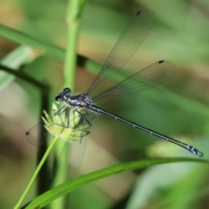 Austroargiolestes icteromelas at Wodonga - 18 Dec 2023