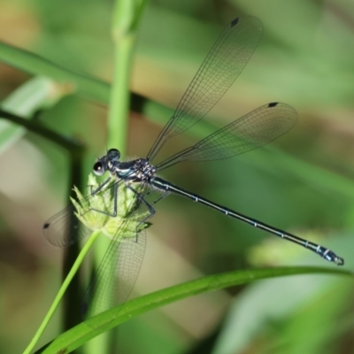 Austroargiolestes icteromelas (Common Flatwing) at Wodonga - 18 Dec 2023 by KylieWaldon