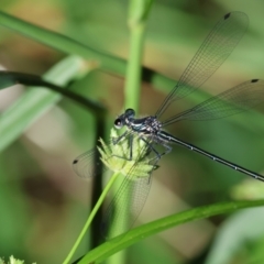 Austroargiolestes icteromelas at Wodonga - 18 Dec 2023