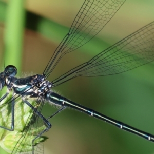 Austroargiolestes icteromelas at Wodonga - 18 Dec 2023